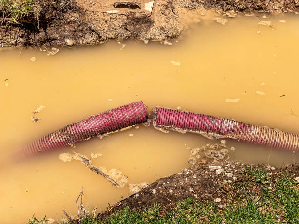 Best Mold removal after water damage  in Gladewater, TX